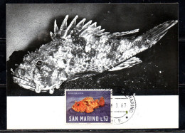 REPUBBLICA DI SAN MARINO 1967 PESCHI FISHES POISSONS PESCE SCORPENNA ROSSA LIRE 10 MAXI MAXIMUM CARD CARTOLINA CARTE - FDC