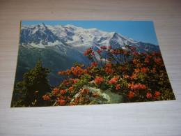 CP CARTE POSTALE HAUTE SAVOIE AIGUILLE Du MIDI RHODODENDRONS - ECRITE En 1984 - Sonstige & Ohne Zuordnung