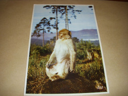 CP CARTE POSTALE Gd FORMAT BAS RHIN KINTZHEIM La MONTAGNE Des SINGES Le MACAQUE - Other & Unclassified