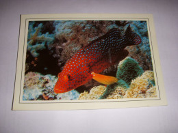 CP CARTE POSTALE GARD CAMARGUE GRAU SEAQUARIUM MEROU ROUGE - ECRITE En 1997 - Le Grau-du-Roi