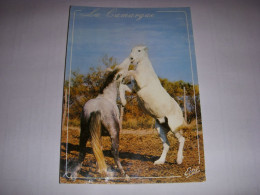 CP CARTE POSTALE GARD CAMARGUE COMBAT De CHEVAUX - ECRITE - Autres & Non Classés