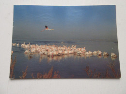 CP CARTE POSTALE GARD CAMARGUE GROUPE De FLAMANTS ROSES - Ecrite En 1986         - Andere & Zonder Classificatie