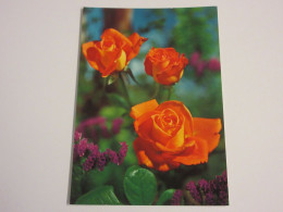 CP CARTE POSTALE FLEURS 3 ROSES ORANGERS - Vierge - Blumen