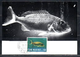 REPUBBLICA DI SAN MARINO 1967 PESCHI FISHES POISSONS PESCE DENTICE LIRE 130 MAXI MAXIMUM CARD CARTOLINA CARTE - FDC