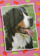 HUND Tier Vintage Ansichtskarte Postkarte CPSM #PAN429.DE - Chiens