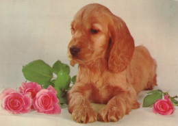 HUND Tier Vintage Ansichtskarte Postkarte CPSM #PAN623.DE - Hunde