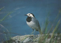 VOGEL Tier Vintage Ansichtskarte Postkarte CPSM #PAN119.DE - Vögel