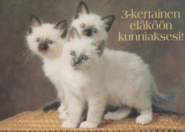 KATZE MIEZEKATZE Tier Vintage Ansichtskarte Postkarte CPSM Unposted #PAM432.DE - Cats