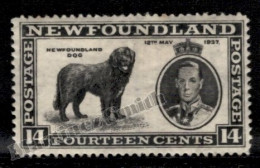 Terranova Newfoundland 1937 Yvert 213, Fauna, Dog Terranova - MH - Original Gum With Age Tones Single Value - Other & Unclassified