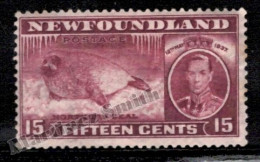 Terranova Newfoundland 1937 Yvert 214, Fauna, North Seal - MH - Original Gum With Age Tones Single Value - Other & Unclassified