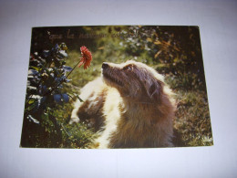 CP CARTE POSTALE MESSAGE CHIEN Que La Nature Est Belle ! ECRITE - Hunde