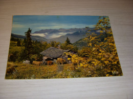 CP CARTE POSTALE L'ETE Dans Les ALPES - ALPAGE - ECRITE En 1971 - Autres & Non Classés