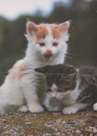 GATO GATITO Animales Vintage Tarjeta Postal CPSM #PAM301.ES - Cats