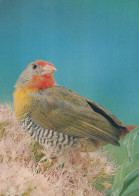 PÁJARO Animales Vintage Tarjeta Postal CPSM #PAM747.ES - Birds