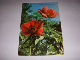 CP CARTE POSTALE RELIGIEUSE FLEURS Croyez A La Fidelite De Dieu (Marc) - ECRITE - Autres & Non Classés