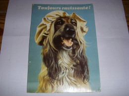 CP CARTE POSTALE MESSAGE TOUJOURS RAVISSANTE - CHIENNE - ECRITE En 1987 - Chiens