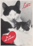 CHAT CHAT Animaux Vintage Carte Postale CPSM #PAM302.FR - Cats