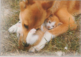 CHAT CHAT Animaux Vintage Carte Postale CPSM #PAM057.FR - Gatos