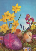 PASCUA POLLO HUEVO Vintage Tarjeta Postal CPSM #PBP235.ES - Easter