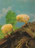 PASCUA POLLO HUEVO Vintage Tarjeta Postal CPSM #PBO734.ES - Easter