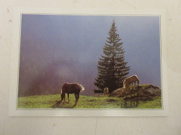 CP CARTE 03-G01 AUTRICHE TYROL PATURAGE De MONTAGNE CHEVAUX LIPIZZANS  - Sonstige & Ohne Zuordnung