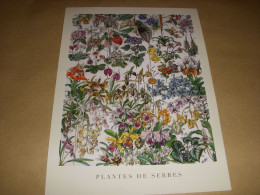 PLANCHE EXTRAITE Du PETIT LAROUSSE 2000 PLANTES De SERRES - Dictionnaires