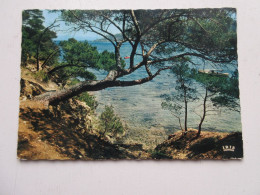 CP CARTE POSTALE VAR ILE De PORQUEROLLES Les PINS Sur Les ROCHERS                - Porquerolles