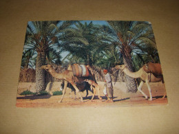 CP CARTE POSTALE TUNISIE GABES CARAVANE Dans La PALMERAIE - ECRITE En 1973 - Túnez