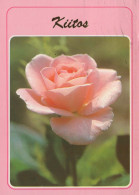 FLOWERS Vintage Postcard CPSM #PAS278.GB - Flowers