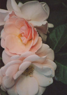 FLOWERS Vintage Postcard CPSM #PAR917.GB - Fleurs