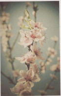 FLOWERS Vintage Postcard CPSM #PAR377.GB - Fiori