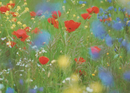 FLOWERS Vintage Postcard CPSM #PAR196.GB - Blumen