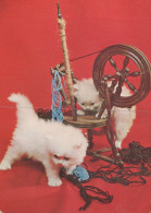 CAT KITTY Animals Vintage Postcard CPSM #PAM300.GB - Gatos