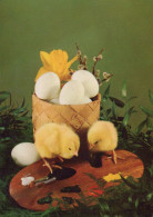 PÂQUES POULET ŒUF Vintage Carte Postale CPSM #PBP236.FR - Easter