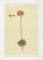 FIORI Vintage Cartolina CPSM #PAS462.IT - Flowers