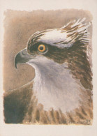 UCCELLO Animale Vintage Cartolina CPSM #PAN306.IT - Oiseaux