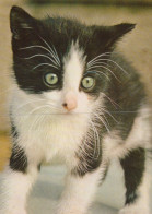 GATTO KITTY Animale Vintage Cartolina CPSM #PAM182.IT - Gatos