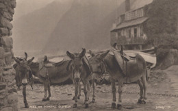 DONKEY Animals Vintage Antique Old CPA Postcard #PAA061.GB - Esel