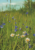FLOWERS Vintage Postcard CPSM #PBZ685.GB - Bloemen