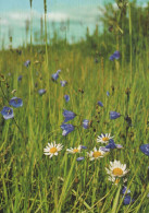 FLOWERS Vintage Postcard CPSM #PBZ685.GB - Blumen