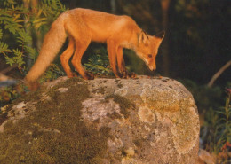 FOX Animals Vintage Postcard CPSM #PBS798.GB - Andere & Zonder Classificatie