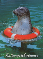 SEAL Animals Vintage Postcard CPSM #PBS656.GB - Andere & Zonder Classificatie