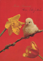 EASTER CHICKEN EGG Vintage Postcard CPSM #PBP173.GB - Pasen