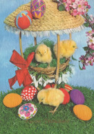 EASTER CHICKEN EGG Vintage Postcard CPSM #PBO609.GB - Easter