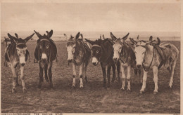 ASINO Animale Vintage CPA Cartolina #PAA065.IT - Donkeys