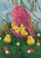 PASQUA POLLO UOVO Vintage Cartolina CPSM #PBO863.IT - Easter