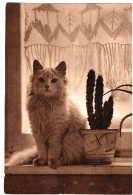 Chat Blanc-  Cat -kleine Katze - Witte Poes Naast Cactus - Katzen