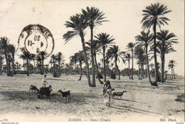 TUNISIE   ZARZIS  Dans L'Oued - Túnez