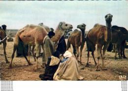 MAROC  GOULIMINE  Hommes Bleus Au Souk Aux Chameaux  ..... - Autres & Non Classés