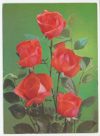 Postal Stationery Cuba 1986 Flower - Rose - Autres & Non Classés